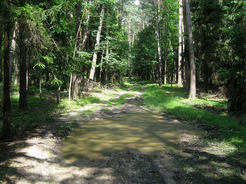 Zielone kałuże na zielonym szlaku