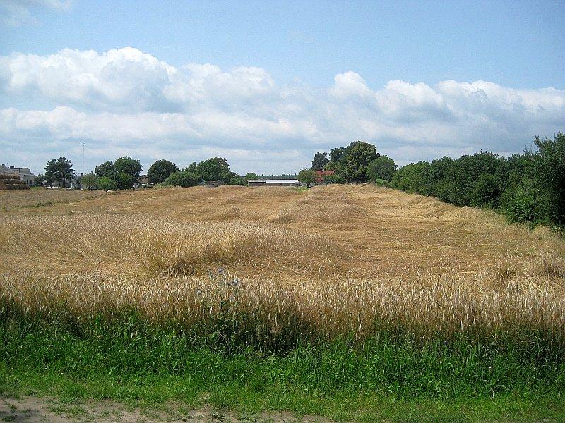 Leżące łany zboża w Klinach