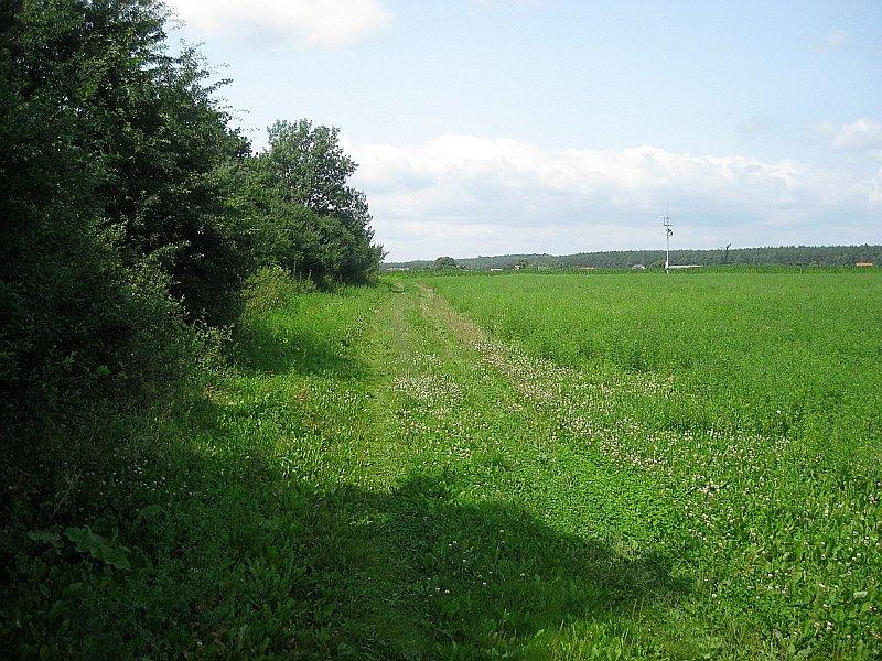 Polną drogą do lasu
