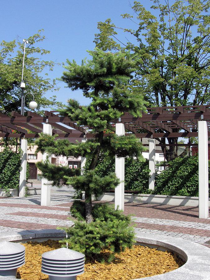 Bonsai w Koziegłowach ma chyba klimatyzację