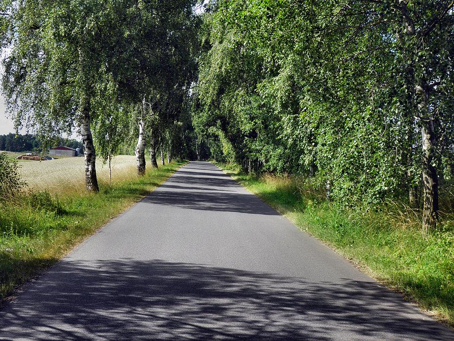 Końcowy odcinek drogi Blankensee - Bismark - brzozowa aleja
