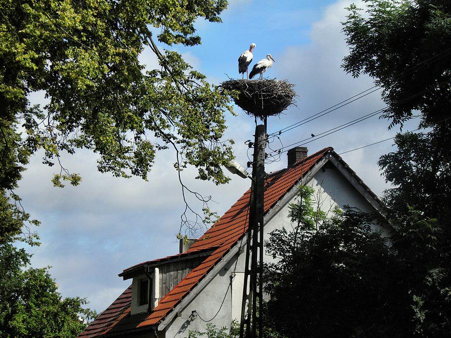 Bociany z Wąwelnicy, prawdopodobnie w tym roku bez potomstwa