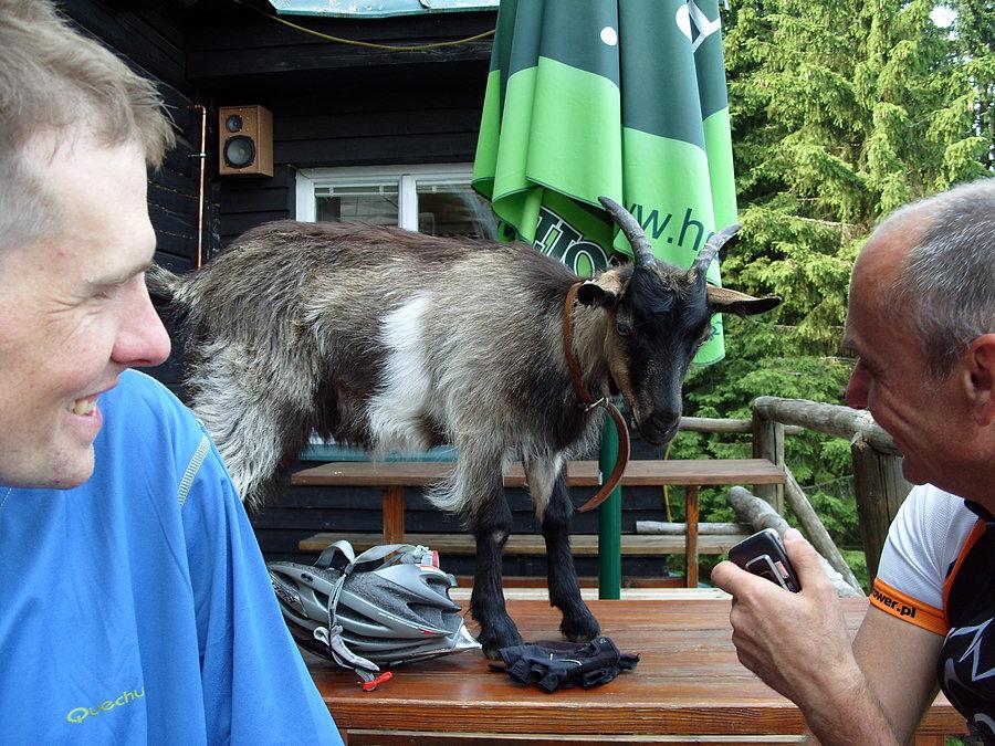 Podczas oczekiwania na zamówiony obiad kozucha dzielnie nas zabawiała tutejszym tańcem i zwyczajami tańcząc kręconego na stole ;)
