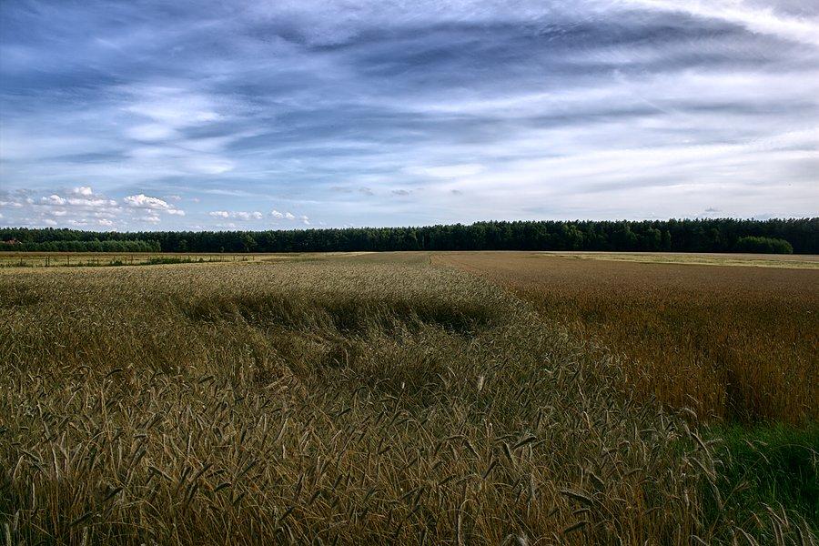 W okolicach Niedźwiedzia _ chyba już czas na żniwa
