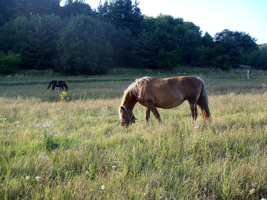 Konik, :)