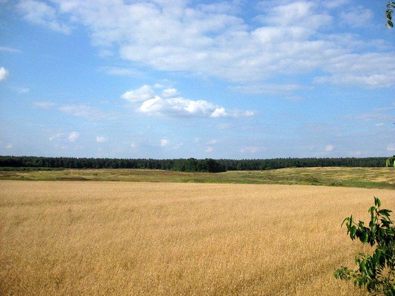 Pole zboża