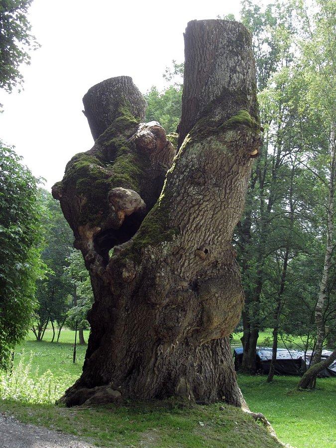 Koło zamku w Korzkwi