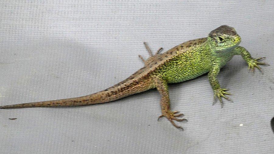 Dinozaur