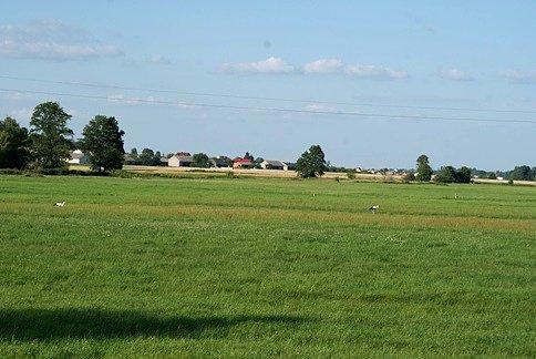 Ile bocianów widzicie na zdjęciu?