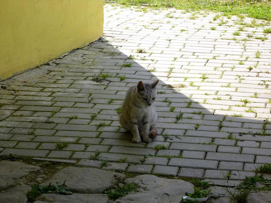 Kotu w Zatwarnicy