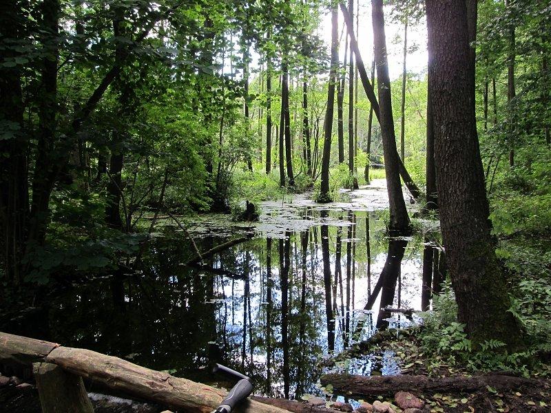 Rzeka Gąsawka