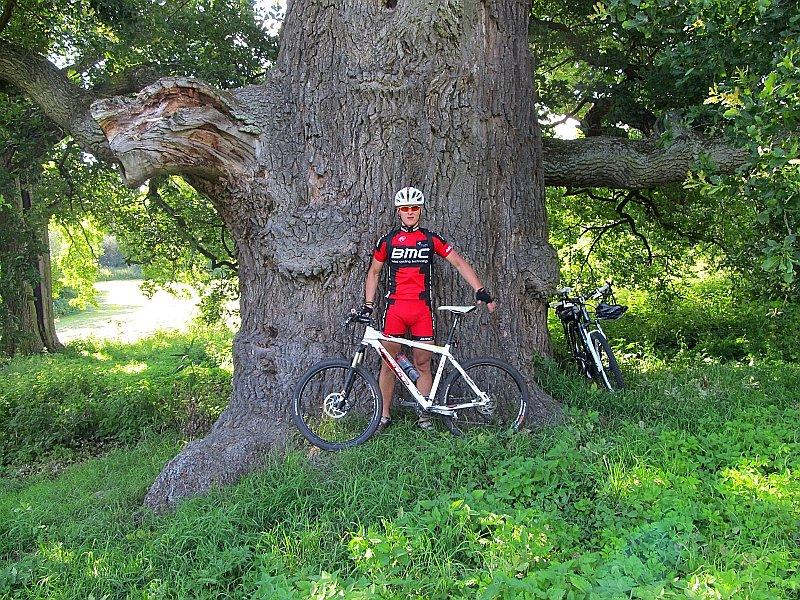Pomnikowy dąb szypułkowy w Mielnie o obwodzie 710cm