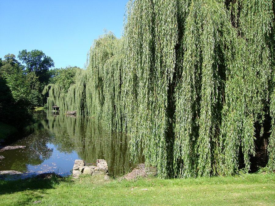 Park w Dobrzycy