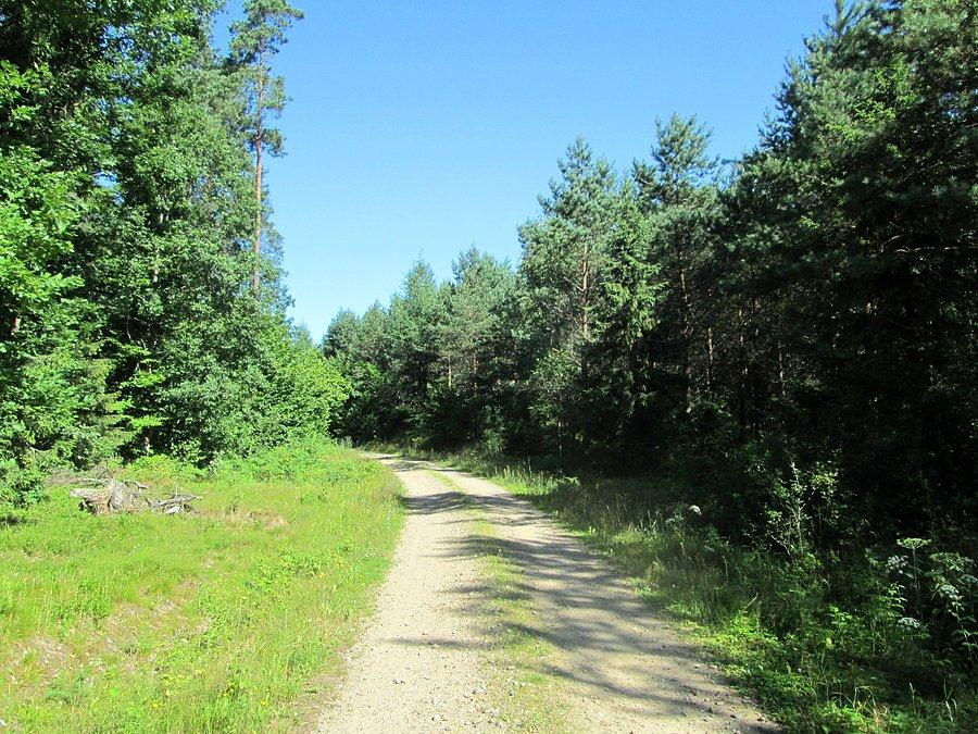 Leśne drogi