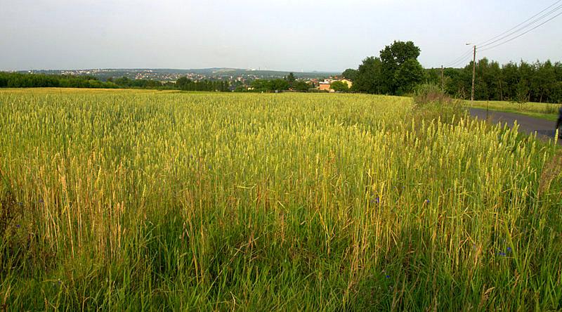 Widok na Podlesie i Kostuhnę