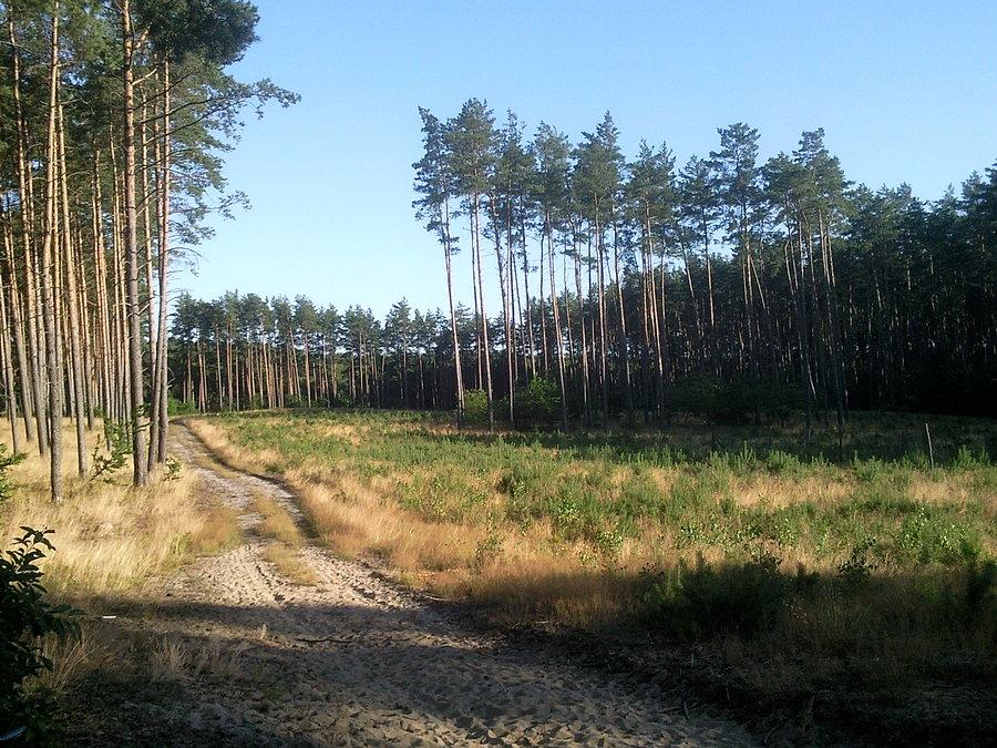 Las na południe od Dębna