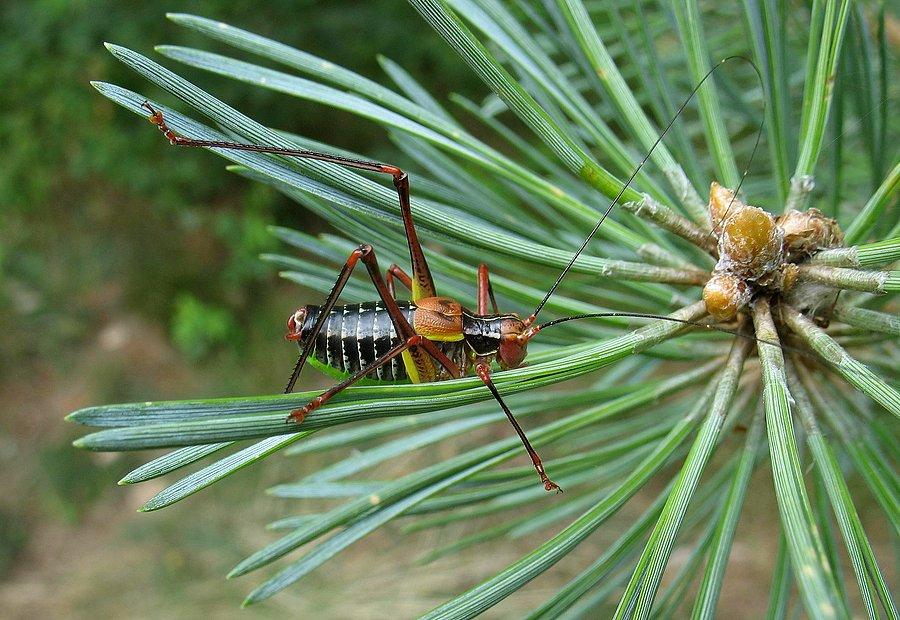 Opaślik sosnowiec