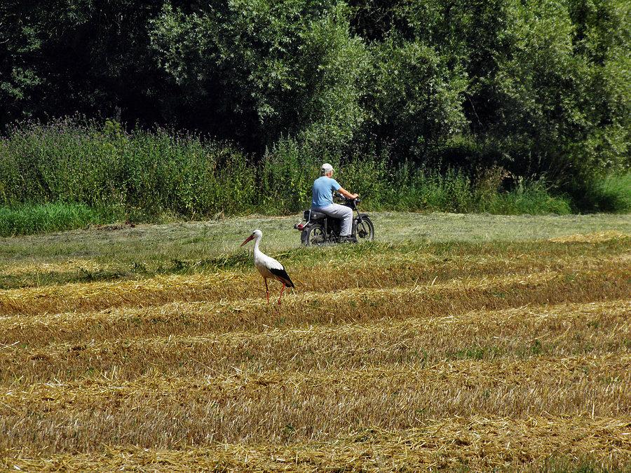 Obrazek spod Grünhof, skoszone pole i bocian nie wraca uwagi na przejeżdżającego