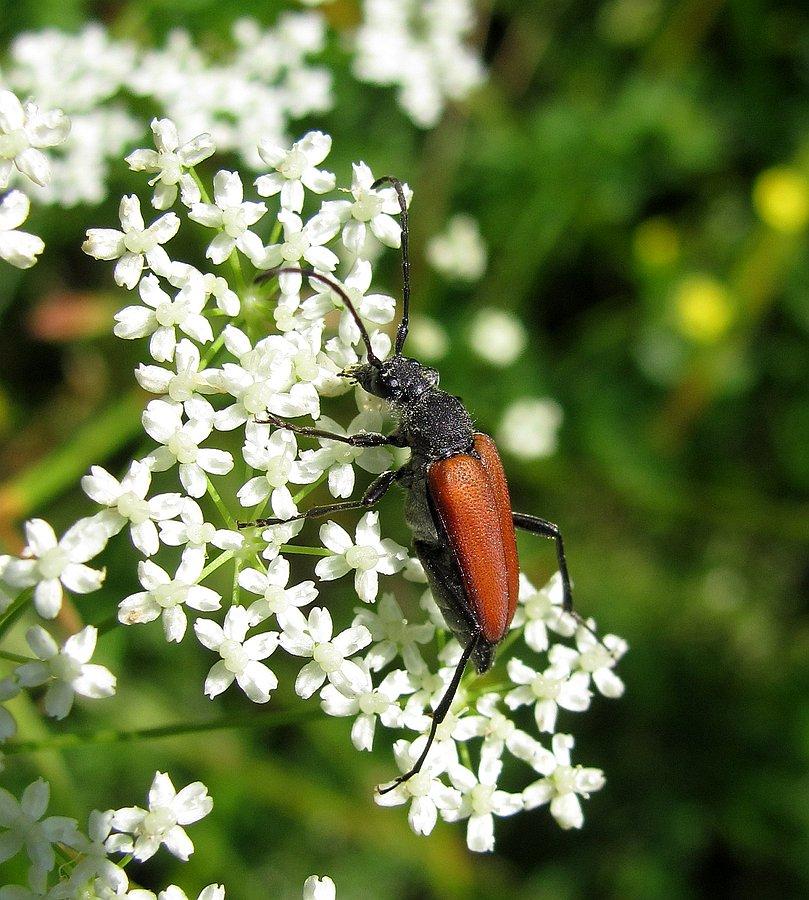 A.dubia