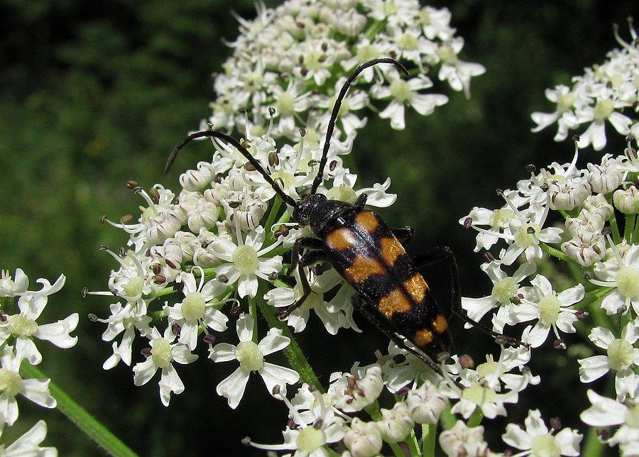 Strangalia przepasana