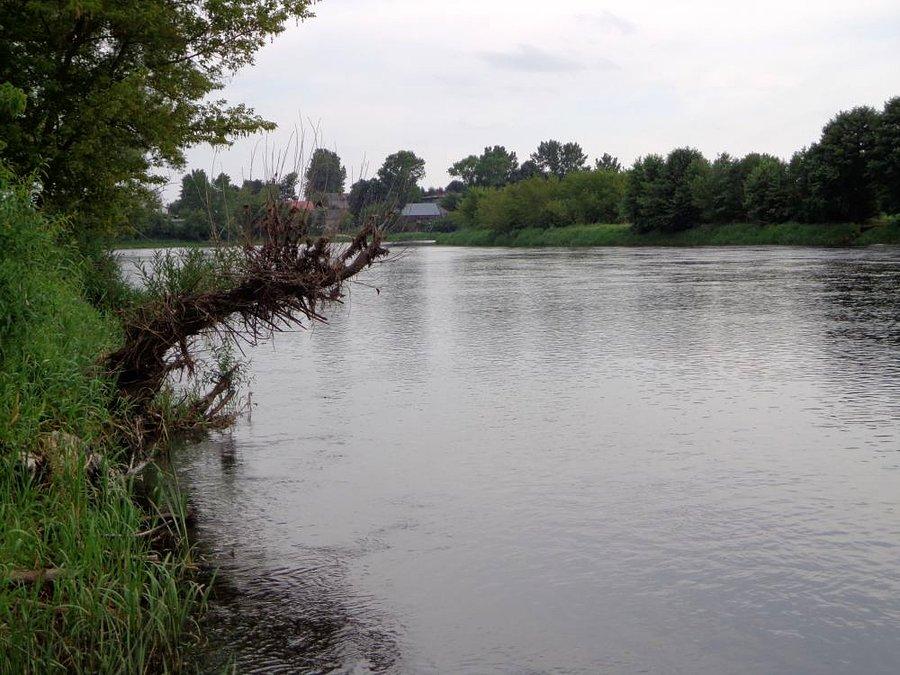 Narew