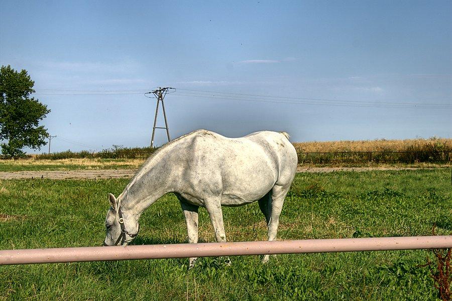 A za Koszewem kolejne konie