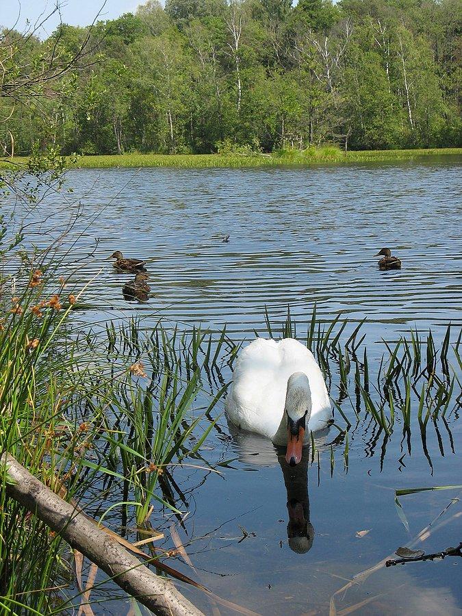 Łabędź z rezerwatu "Na Torfach"