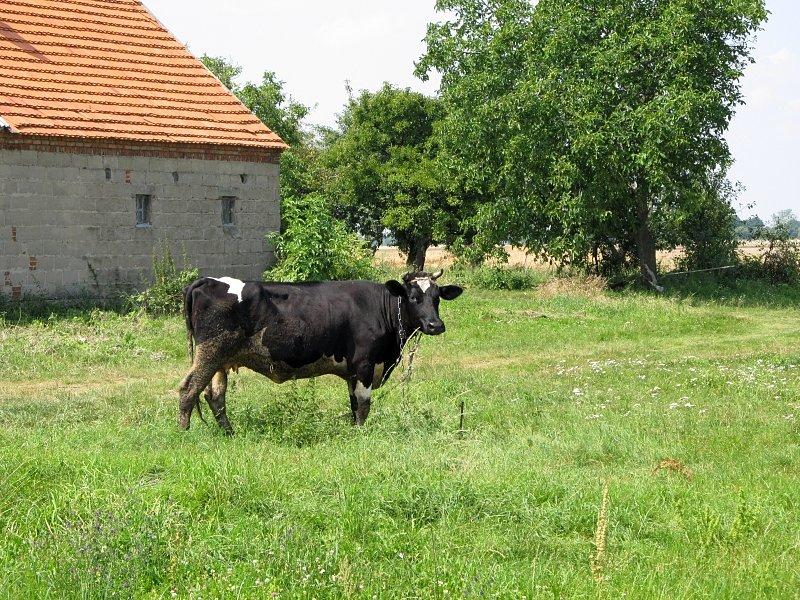 Prawdziwa polska krówka mleczna