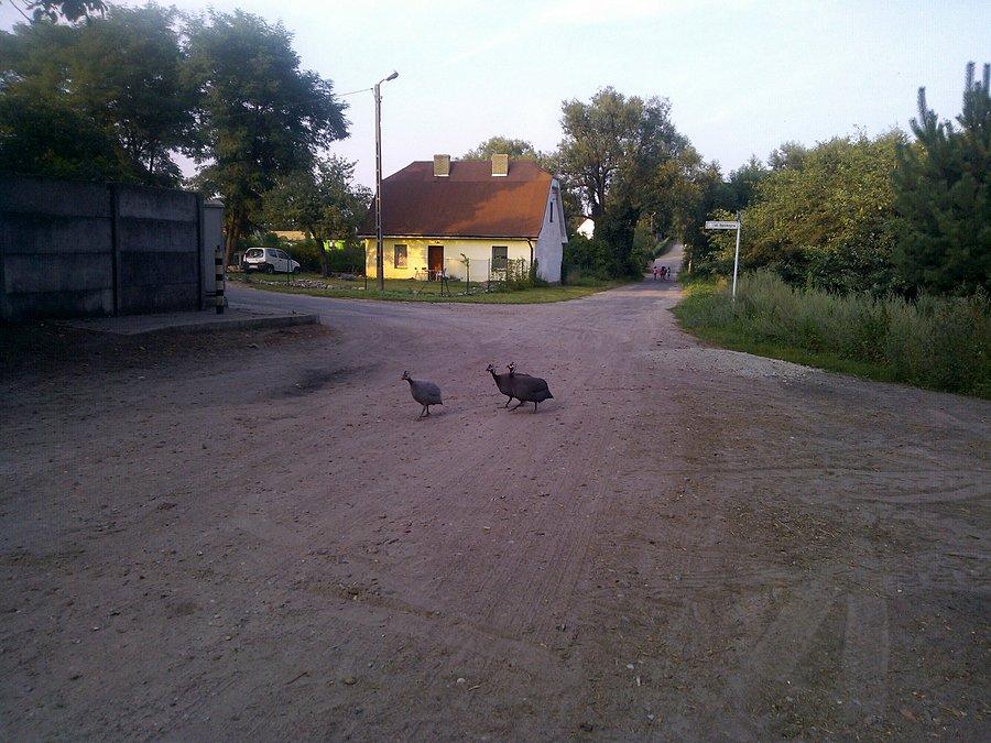 Kokotki w Trzebawiu