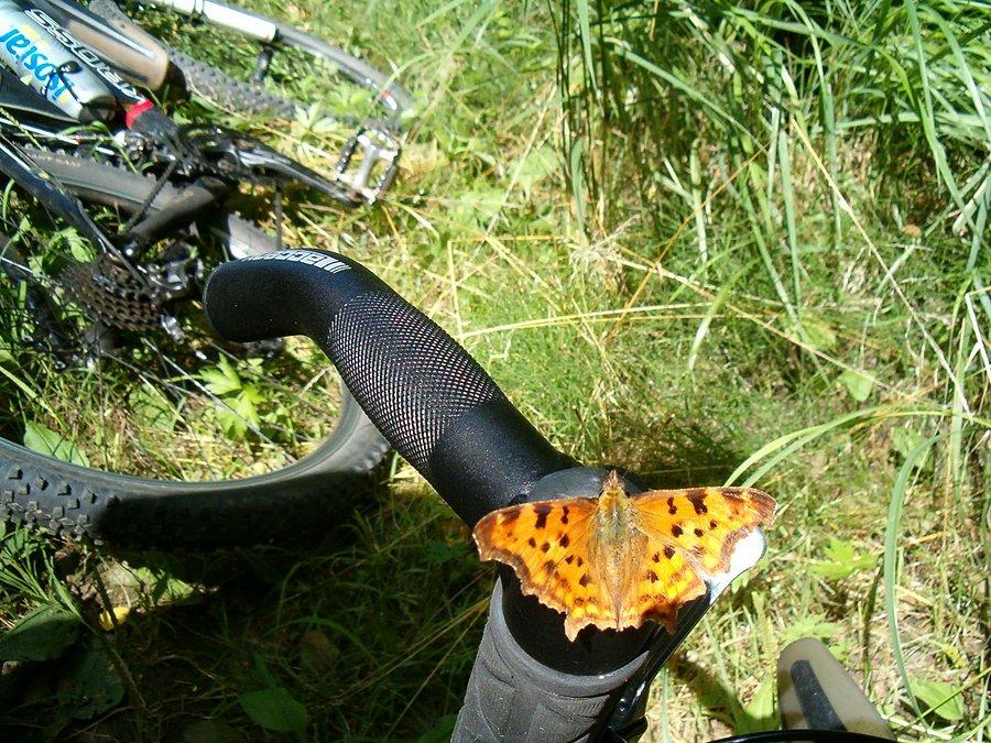 20-07-2013. Zdjęcie pięknego motyla na kierownicy jednego z rowerów na postoju w trakcie wycieczki