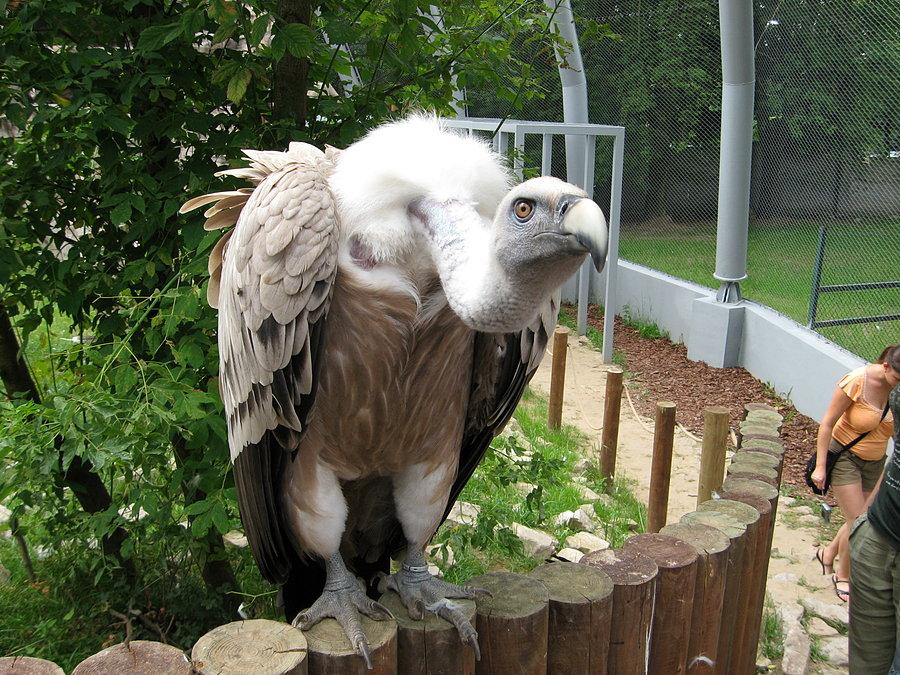 ZOO łódź sęp