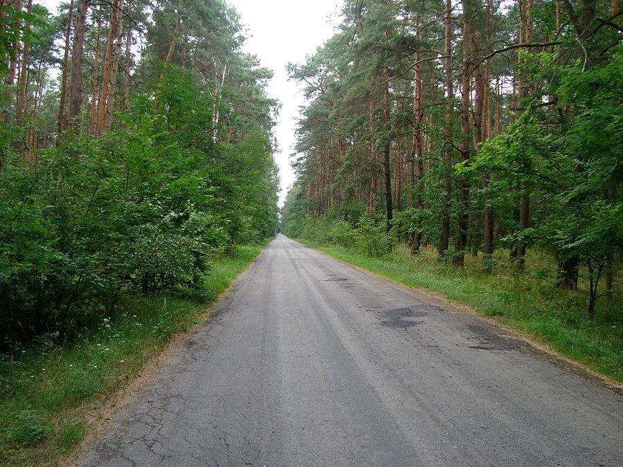 Droga między Grodziskiem a Zawidowicami
