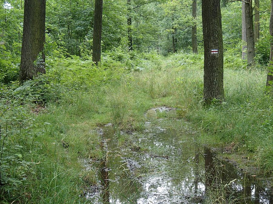 Bagien Orłowicza ciąg dalszy