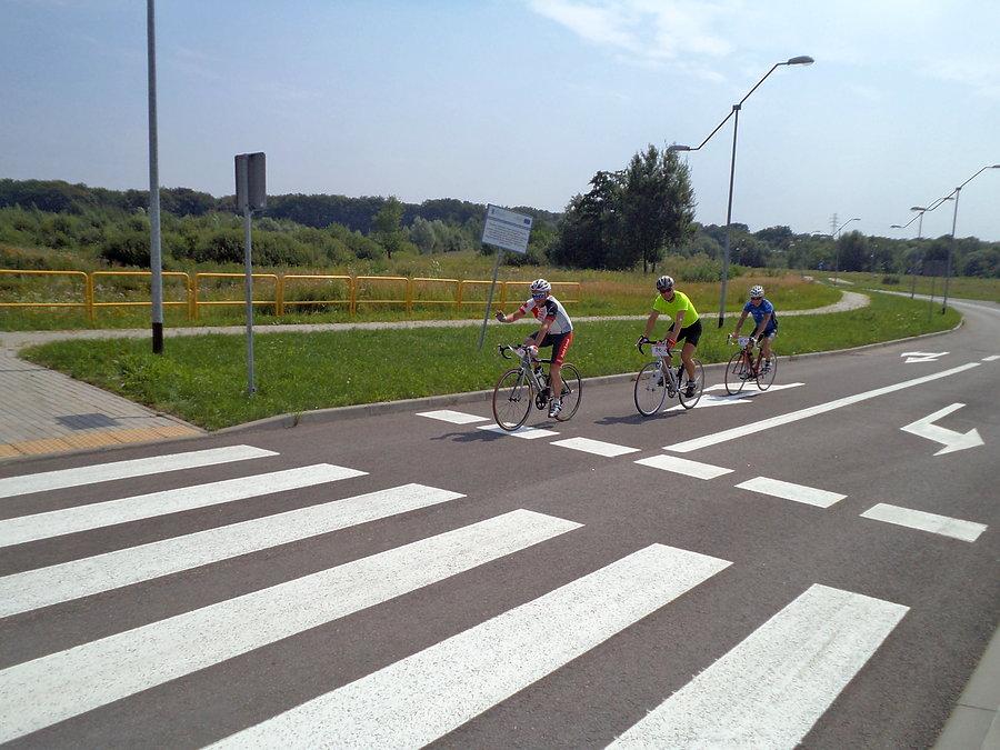 Modrzewina Race - walczący Tomar