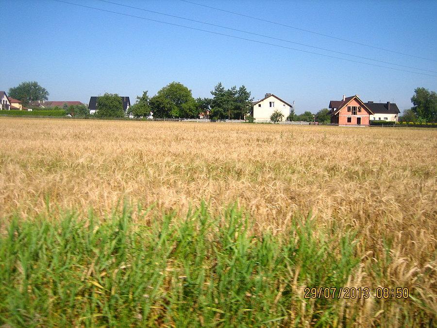 Pola w Czułowie czekają na żniwiarzy