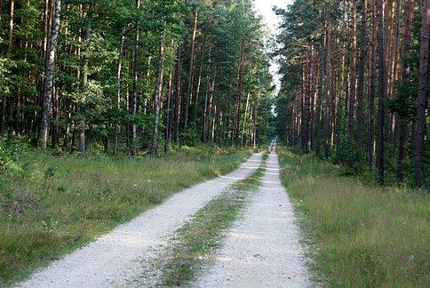 Ścieżką przez las
