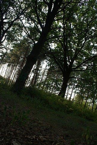 Dęby
