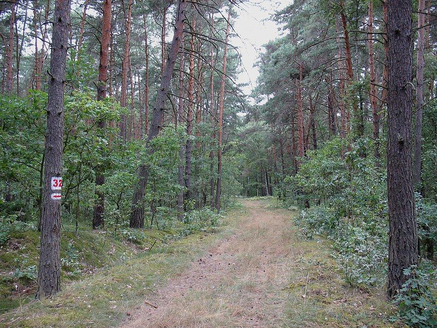 Nasyp kolejki wąskotorowej w pobliżu Palmir