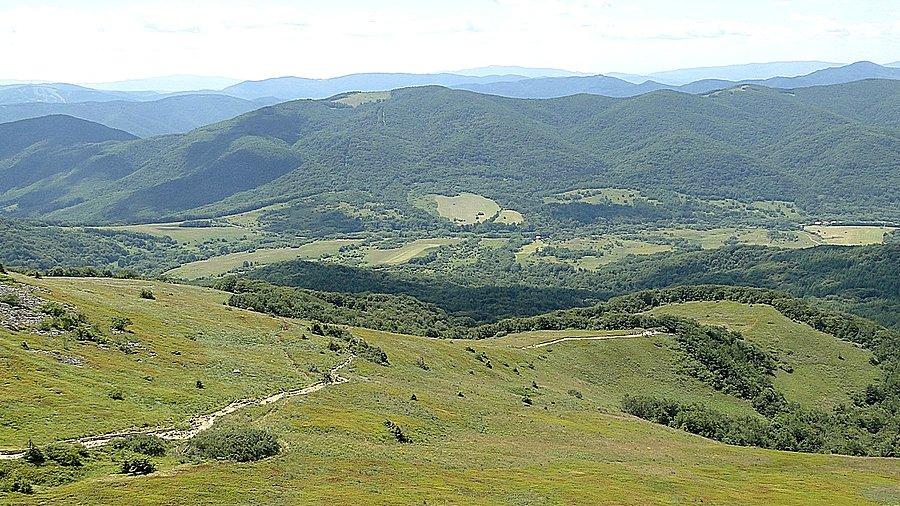 Widok na ścieżkę do granicy lasu