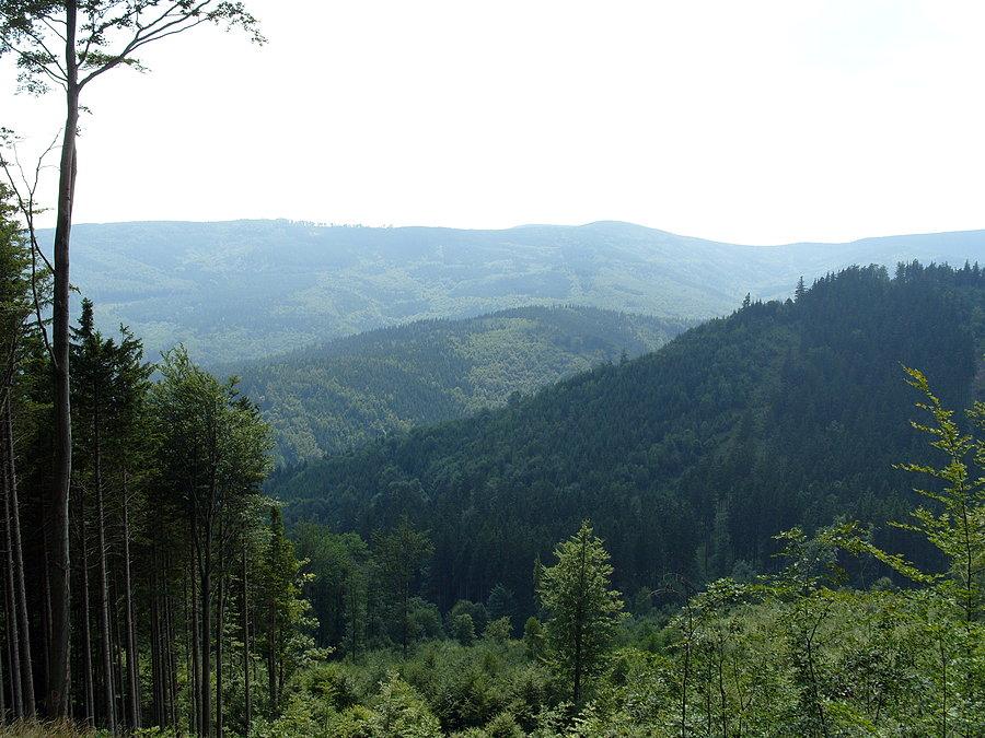 Pierwsze plenery na otaczające laski i laseczki