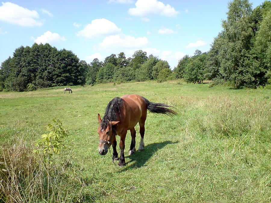 Łódzki koń