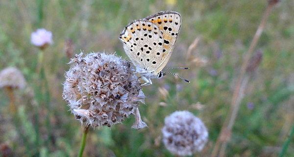 Motyl