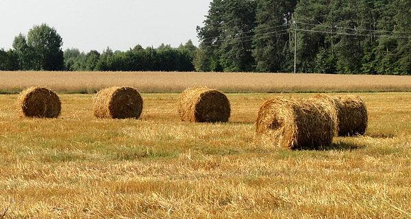 Sianokosy