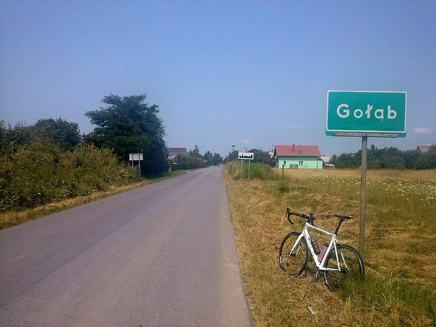Gołąb