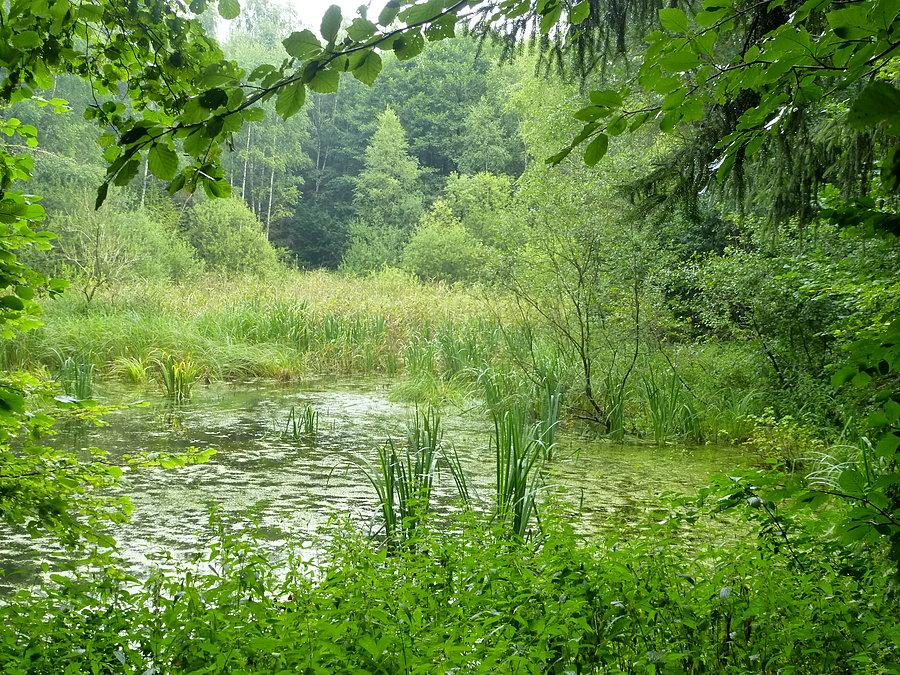 Urokliwe moczary