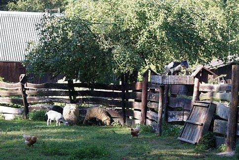 Są nawet bociany