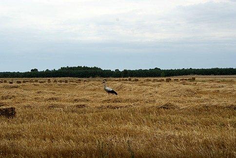 Bocian szukający pożywienia