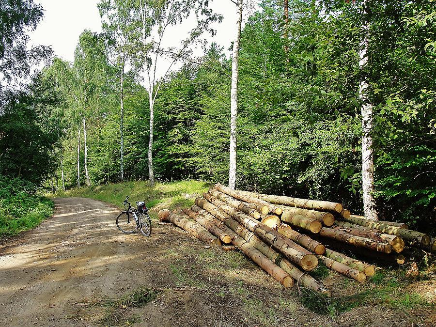 W drodze do Szteklina - Las Rokicki
