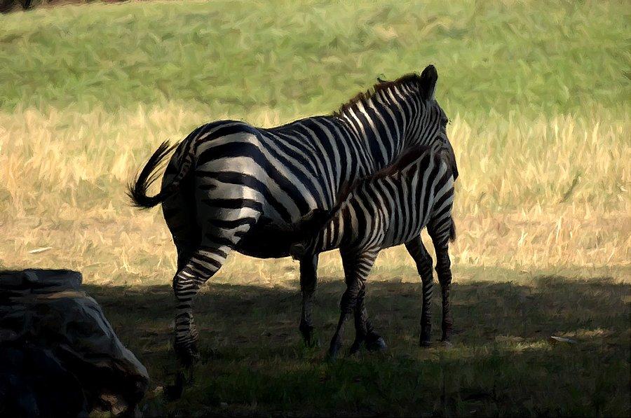 Zebry Opolskim Zoo - fotosketcher