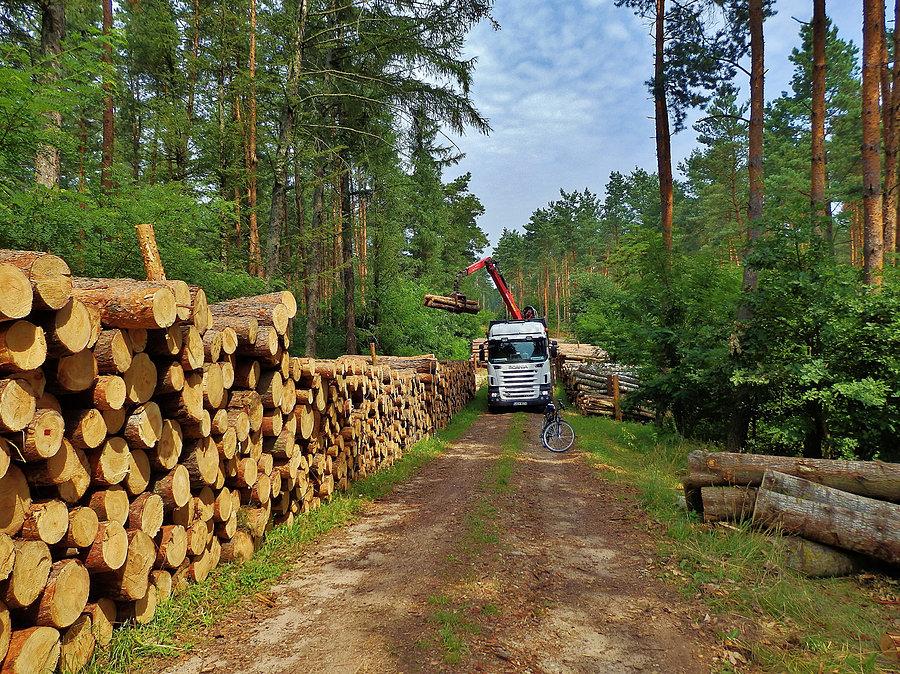 Na trasie wycieczki .Las Rokicki